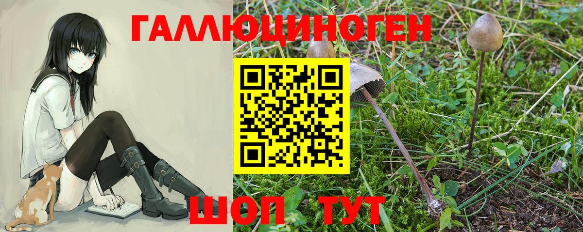 Галлюциногенные грибы GOLDEN TEACHER  как найти наркотики  Москва  Вход с VPN  Галлюциногенные грибы Psilocybine cubensis 